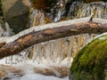 A tree trunk in the foreground and fragments of frozen icicles Royalty Free Stock Photo