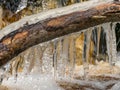 A tree trunk in the foreground and fragments of frozen icicles Royalty Free Stock Photo