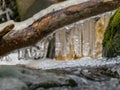 A tree trunk in the foreground and fragments of frozen icicles