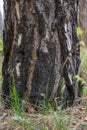 Tree trunk in the forest Royalty Free Stock Photo