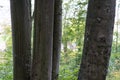 Tree trunk in forest close up view with nature in autumn Royalty Free Stock Photo