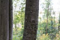 Tree trunk in forest close up view with nature in autumn Royalty Free Stock Photo