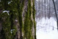 moss tree trunk forest winter snow Royalty Free Stock Photo