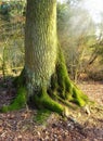 A tree trunk forest in a forest in winter. Landscape nature scene of old trees roots covered in moss in the woods Royalty Free Stock Photo