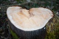 Tree trunk in the form of a heart Royalty Free Stock Photo