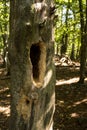 Tree trunk with a fresh hole Royalty Free Stock Photo
