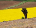 Tree trunk in front of a yellow flowers field Royalty Free Stock Photo