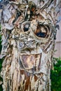 Tree trunk funny face Royalty Free Stock Photo