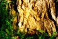 Tree trunk and grass Royalty Free Stock Photo