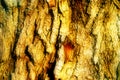 Tree trunk and grass Royalty Free Stock Photo