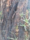 Tree trunk with grass Royalty Free Stock Photo