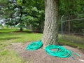 Tree trunk with green hoses and metal fence