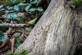 Tree trunk with green ivy leafs in the background. Royalty Free Stock Photo