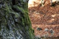 Tree trunk with green moss Royalty Free Stock Photo