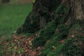 Tree trunk with green moss in forest on autumn day, closeup Royalty Free Stock Photo