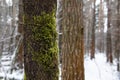Tree trunk with green moss in winter forest Royalty Free Stock Photo