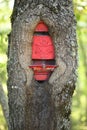 Tree trunk grown around a classic old style red mailbox Royalty Free Stock Photo