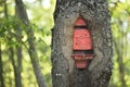 Tree trunk grown around a classic old style red mailbox Royalty Free Stock Photo