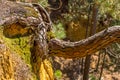 Tree trunk that grows horizontally Royalty Free Stock Photo