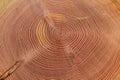 Tree trunk with growth rings