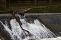 Tree trunk hanging over a weir with water flowing over it Royalty Free Stock Photo