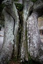 This tree trunk has repeatedly split and healed