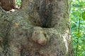 Round hole in a tree trunk