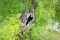 Tree Trunk with a Heart Shaped Hollow