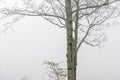 Tree Trunk In Heavy Fog With Copy Space