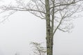 Tree Trunk In Heavy Fog With Copy Space Royalty Free Stock Photo