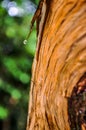 Tree trunk after heavy rain