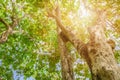 Tree trunk high in nature and leaf beautiful for background