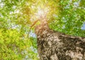 Tree trunk high in nature and leaf beautiful for background