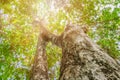 Tree trunk high in nature and leaf beautiful for background