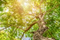 Tree trunk high in nature and leaf beautiful for background