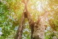 Tree trunk high in nature and leaf beautiful for background