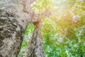 Tree trunk high in nature and leaf beautiful for background