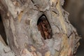 Tree trunk in hole,bird nest in trunk. Royalty Free Stock Photo