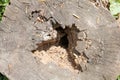 Tree trunk with hole Royalty Free Stock Photo