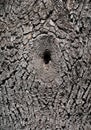 Tree trunk with hollow. tree bark texture background. Chestnut bark close up Royalty Free Stock Photo