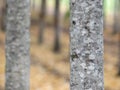 Trees trunk isolated on a white background. Forest and foliage in summer Royalty Free Stock Photo