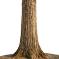 Tree trunk isolated on transparent background Royalty Free Stock Photo