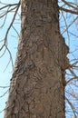 Tree trunk isolated