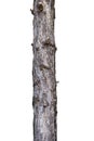 Tree Trunk Isolated On White Background. For Copy Space, Arrows ,Signs, Signposts Royalty Free Stock Photo