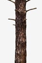 Tree Trunk Isolated On White Background. For Copy Space, Arrows ,Signs, Signposts Royalty Free Stock Photo