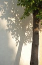 Tree trunk and its shadow with leaf pattern cast on white wall. Sunlight creates contrast and texture. Minimalistic photo Royalty Free Stock Photo