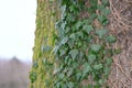 Tree trunk with Ivy growing on it