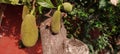 tree trunk and jackfruit with red wall and green leaves background Royalty Free Stock Photo