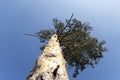 Tree trunk with knots, branches and needles. Pine and spruce view from below in a blue Royalty Free Stock Photo