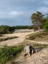 tree trunk in korte duinen near soest and amersfoort in holland Royalty Free Stock Photo